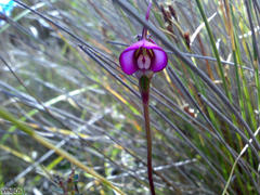 Disperis capensis capensis