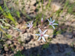 Allium rhizomatum