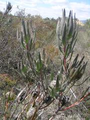 Leucadendron flexuosum