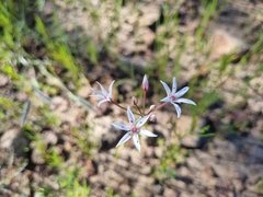Allium rhizomatum