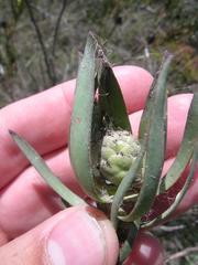 Leucadendron flexuosum