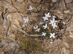 Houstonia caerulea