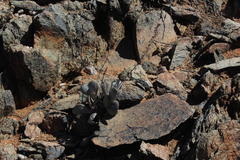 Adromischus alstonii