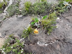 Anthyllis vulneraria boissieri