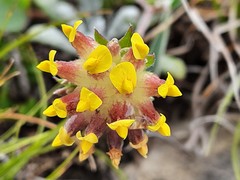 Anthyllis vulneraria boissieri
