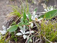 Anthyllis vulneraria boissieri