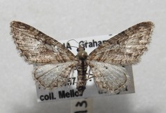 Eupithecia pretansata