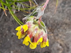 Anthyllis vulneraria boissieri