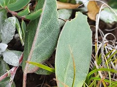 Anthyllis vulneraria boissieri