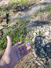 Salvia emaciata