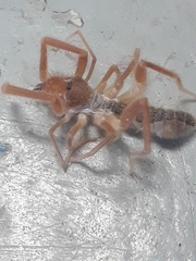 Solifugae