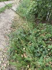 Artemisia tanacetifolia