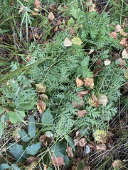 Artemisia tanacetifolia