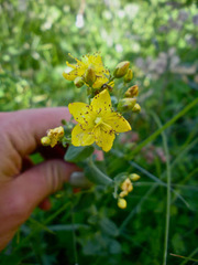 Hypericum scouleri
