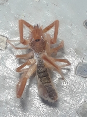 Solifugae
