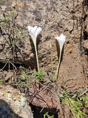 Ipomoea tenuiloba