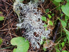 Pseudevernia