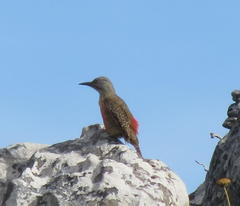 Geocolaptes olivaceus