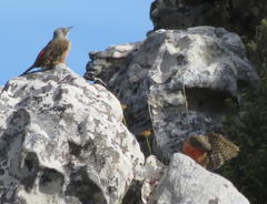 Geocolaptes olivaceus