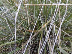 Psathyrostachys rupestris