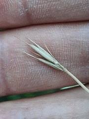 Psathyrostachys rupestris