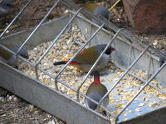 Coccopygia melanotis