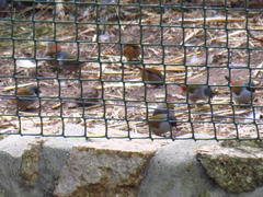 Coccopygia melanotis