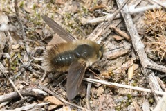 Anastoechus nitidulus