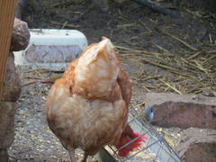 Coccopygia melanotis