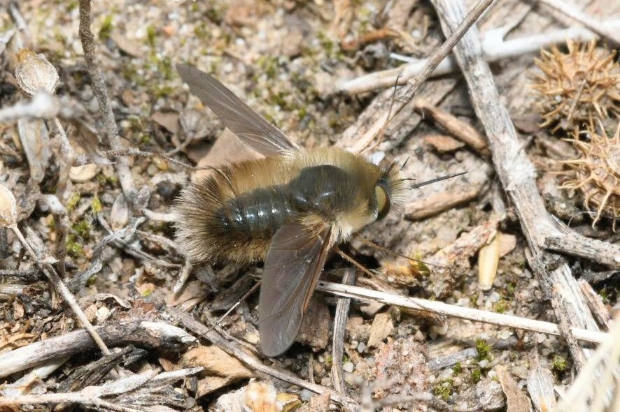 Anastoechus nitidulus (Fabricius, 1794)