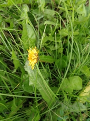 Taraxacum officinale