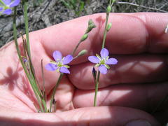 Heliophila digitata