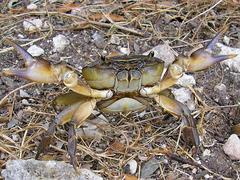 Potamonautes barnardi