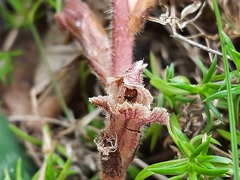Orobanche owerinii