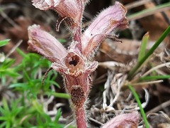 Orobanche owerinii