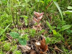 Orobanche owerinii