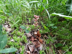 Orobanche owerinii
