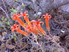 Tylecodon grandiflorus