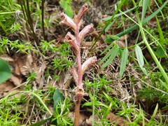 Orobanche owerinii