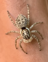 Menemerus semilimbatus