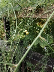 Asparagus officinalis