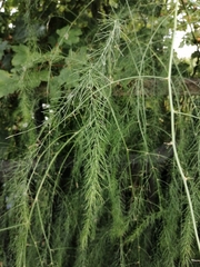 Asparagus officinalis