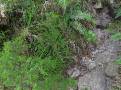 Melasphaerula graminea