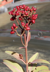 Kalanchoe
