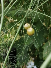 Asparagus officinalis