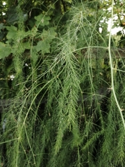 Asparagus officinalis