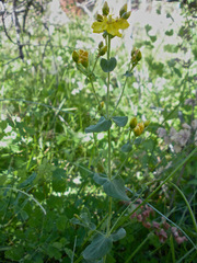 Hypericum scouleri