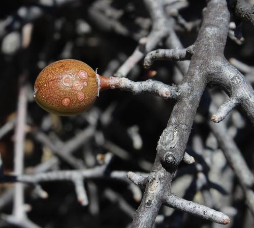 Nama Corkwood (Commiphora namaensis)