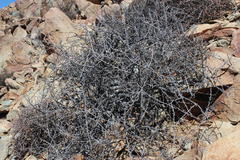 Commiphora namaensis