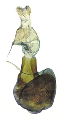 Eupithecia quakerata